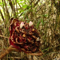 Elettaria floribunda Thwaites